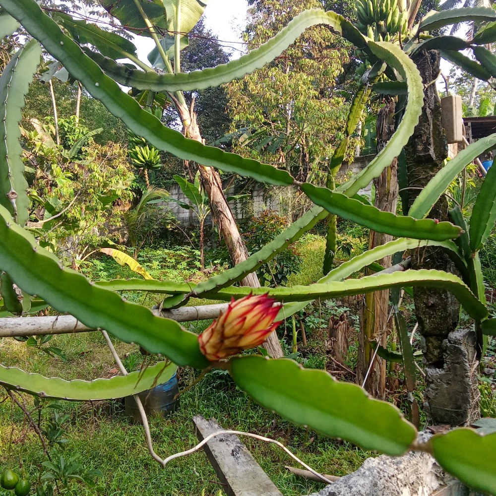 Kandelia farm