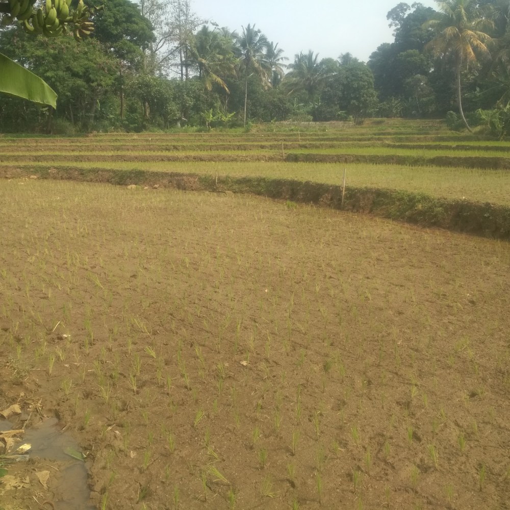 Lahan sawah
