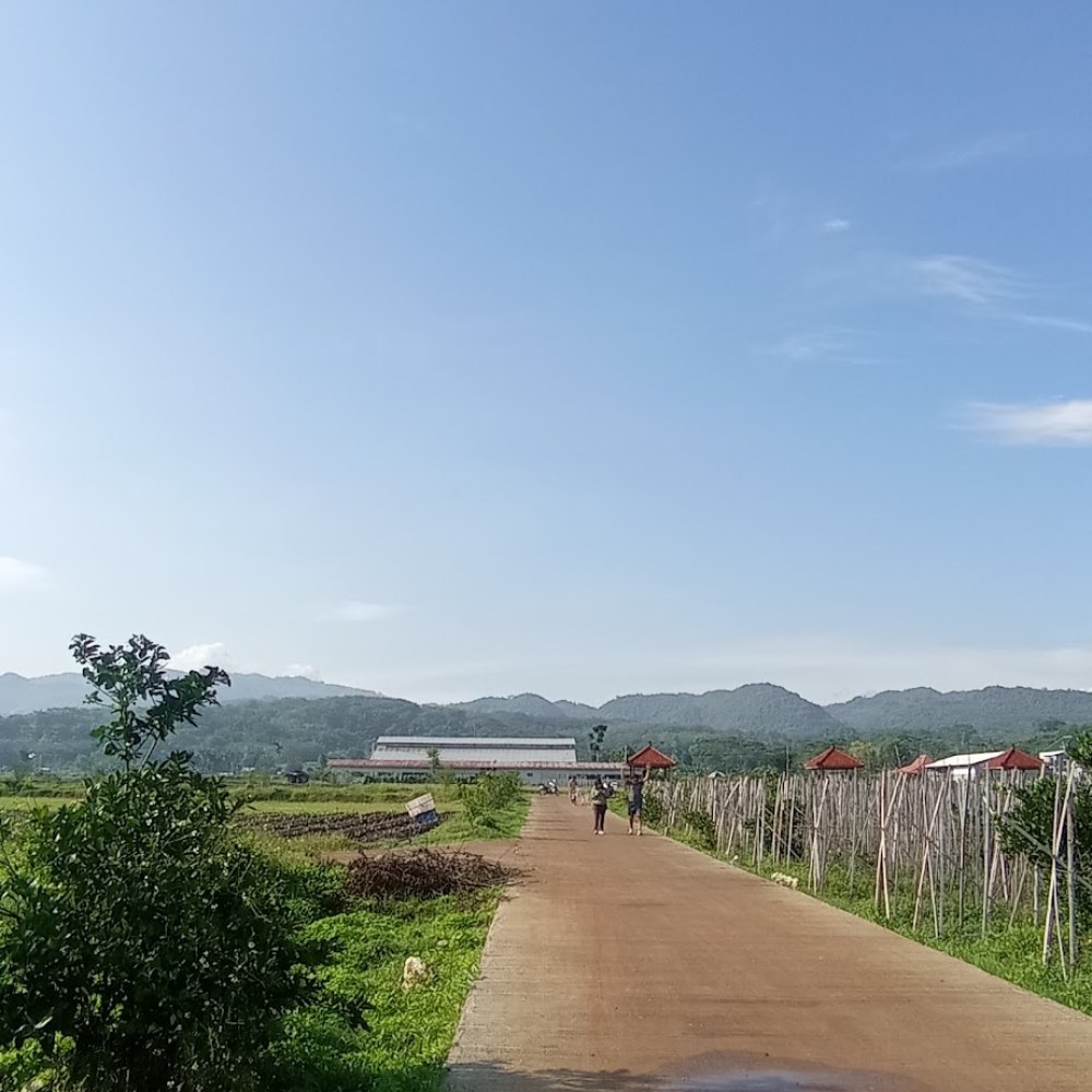 Saung Hidroponik