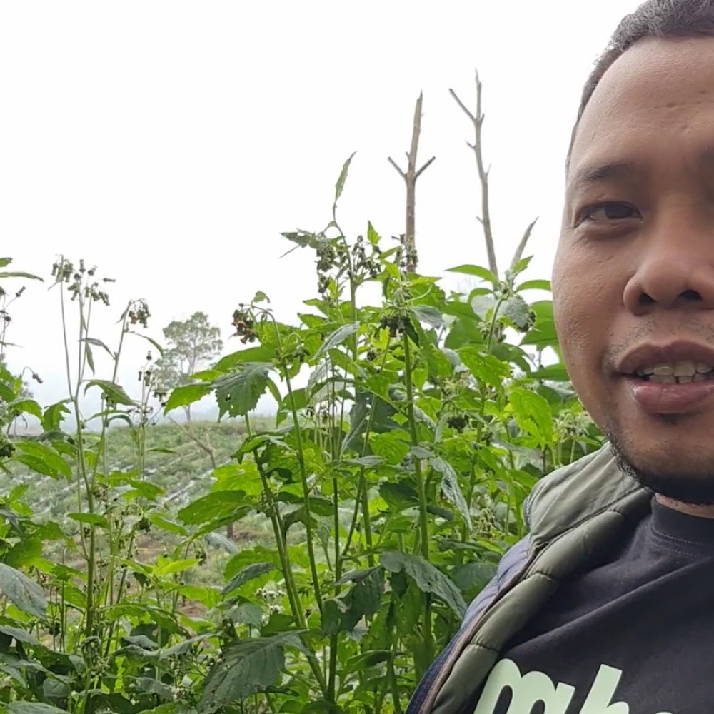 Gubawangsa