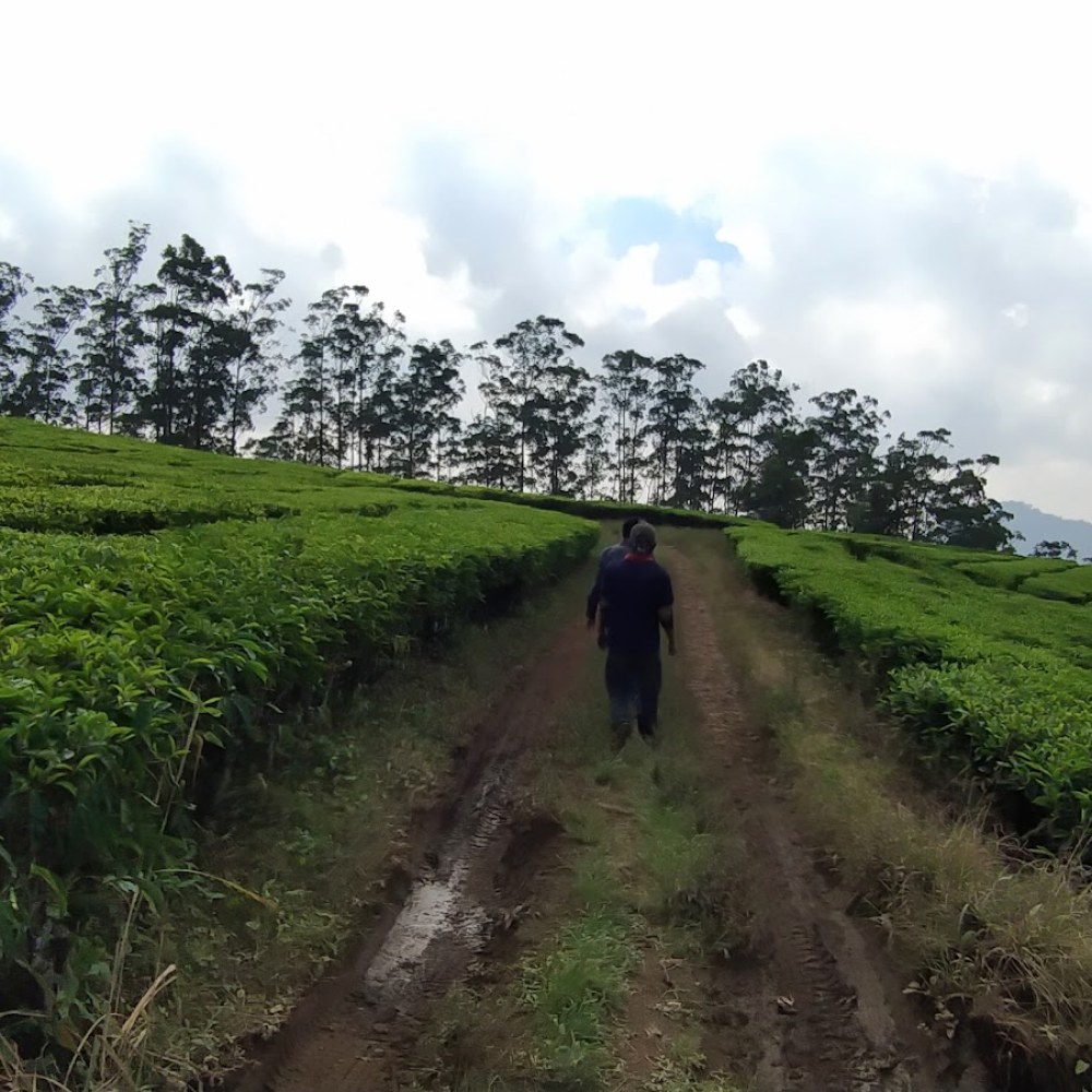 PT Perkebunan Nusantara VIII, Kebun Gedeh/Tanawattee