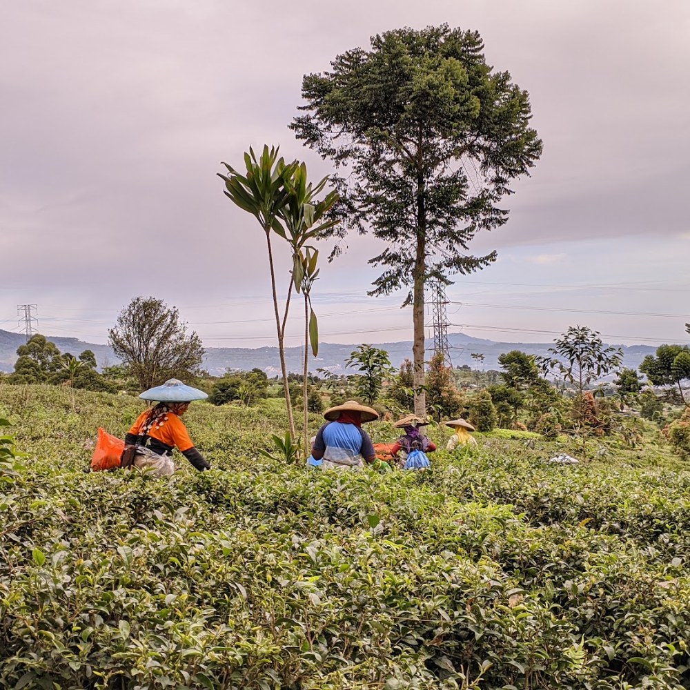 Perkebunan Teh Maleber