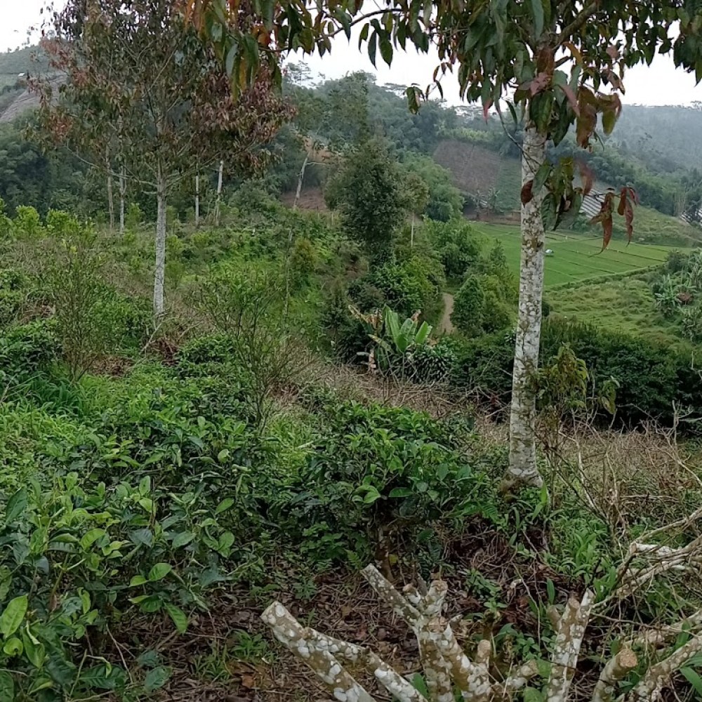 Kebun Teh