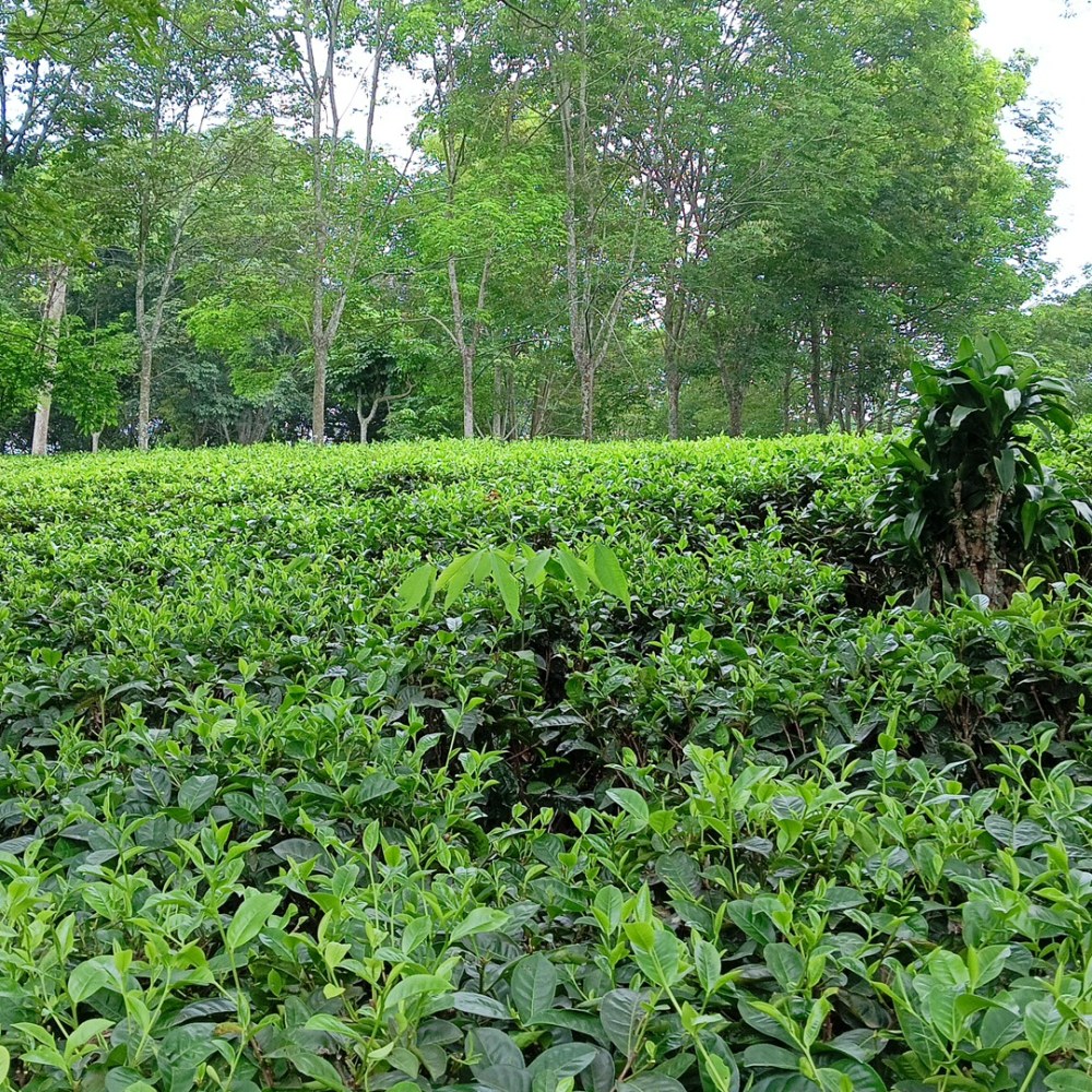 Kebun teh