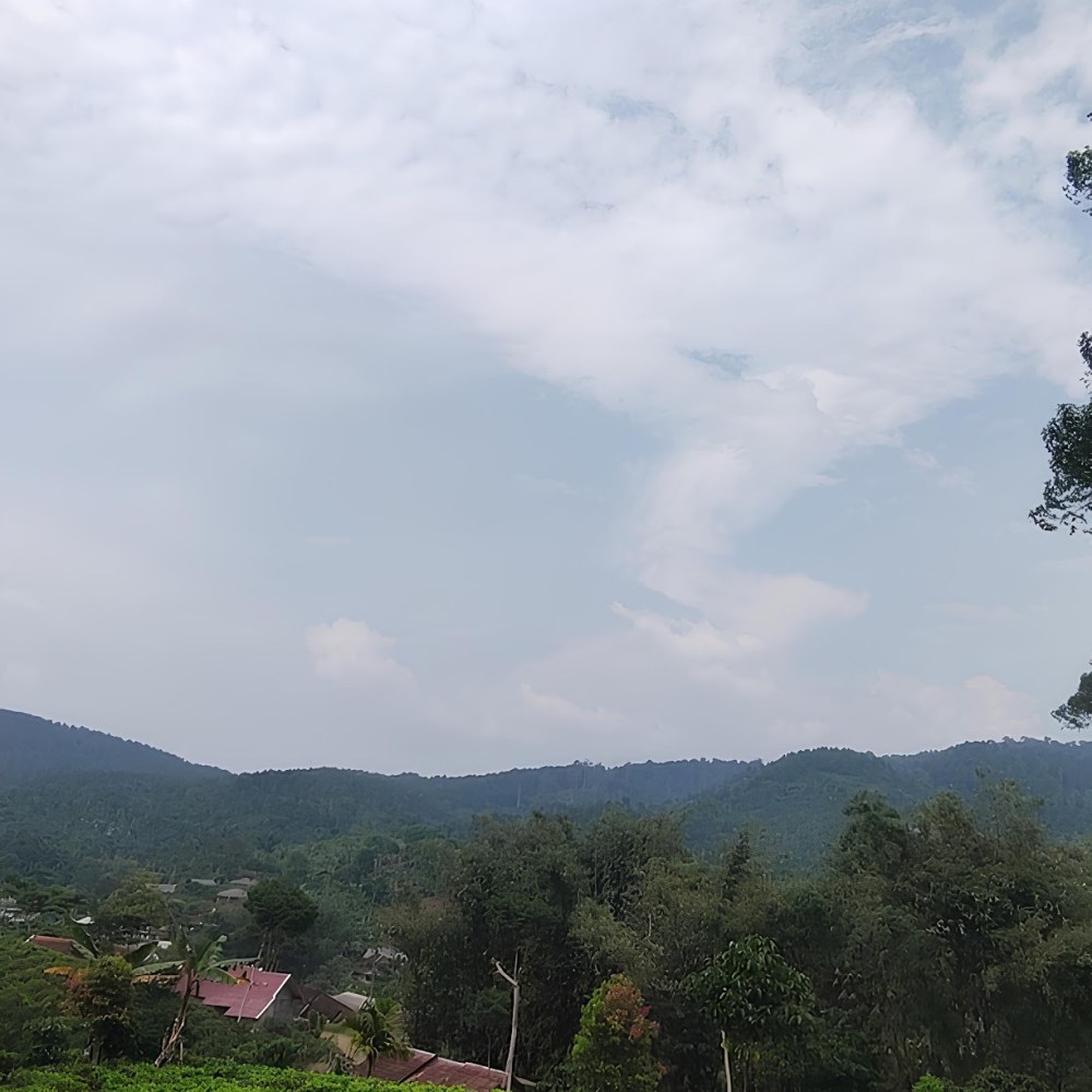 Kebun teh