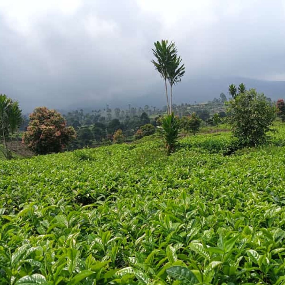 Kampung Agro Wisata Situ Maleber