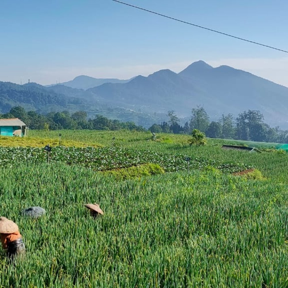 Agrowisata Cipanas Cianjur Jawa Barat