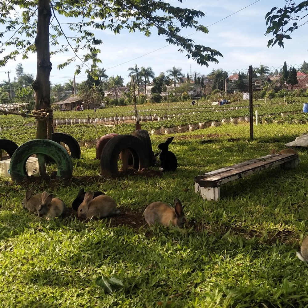 Sweetberry Agrowisata 1