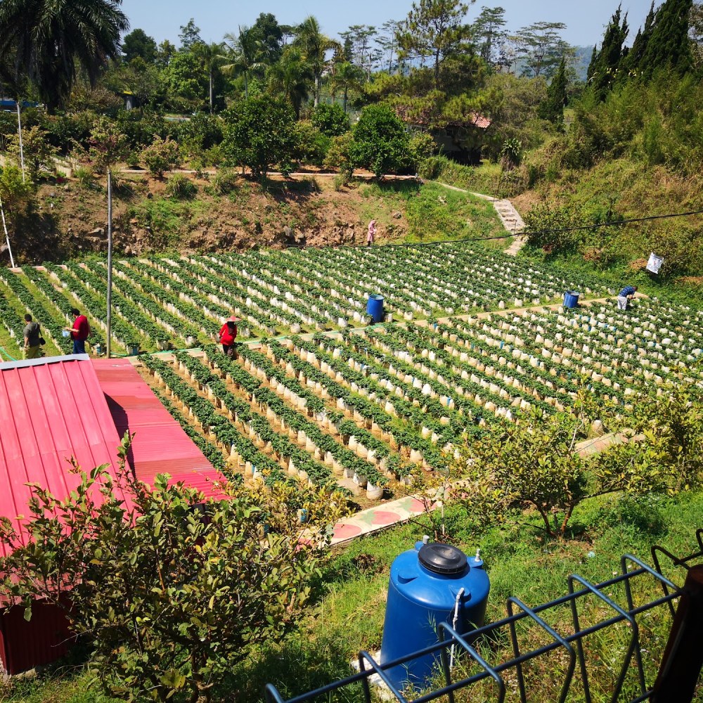 Sweetberry Agrowisata 2