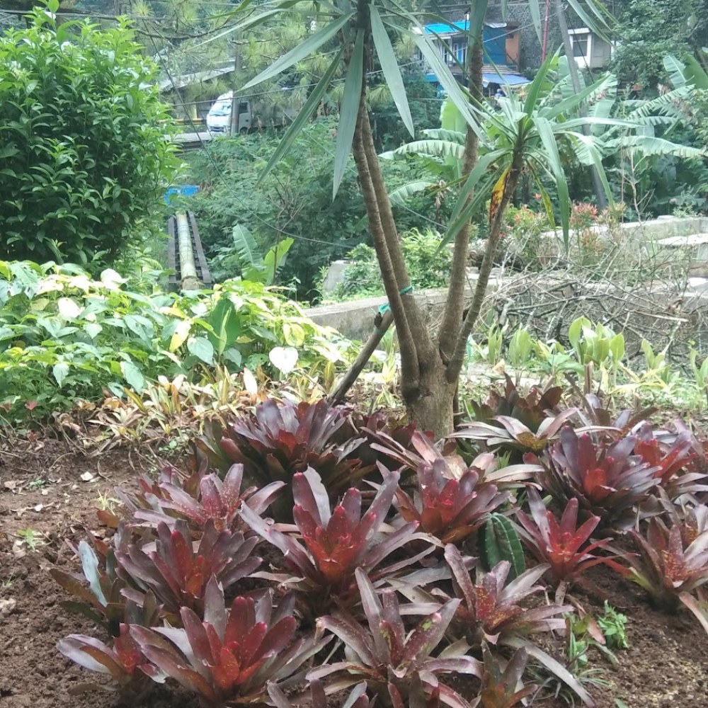 Cigeunang kolam imelda