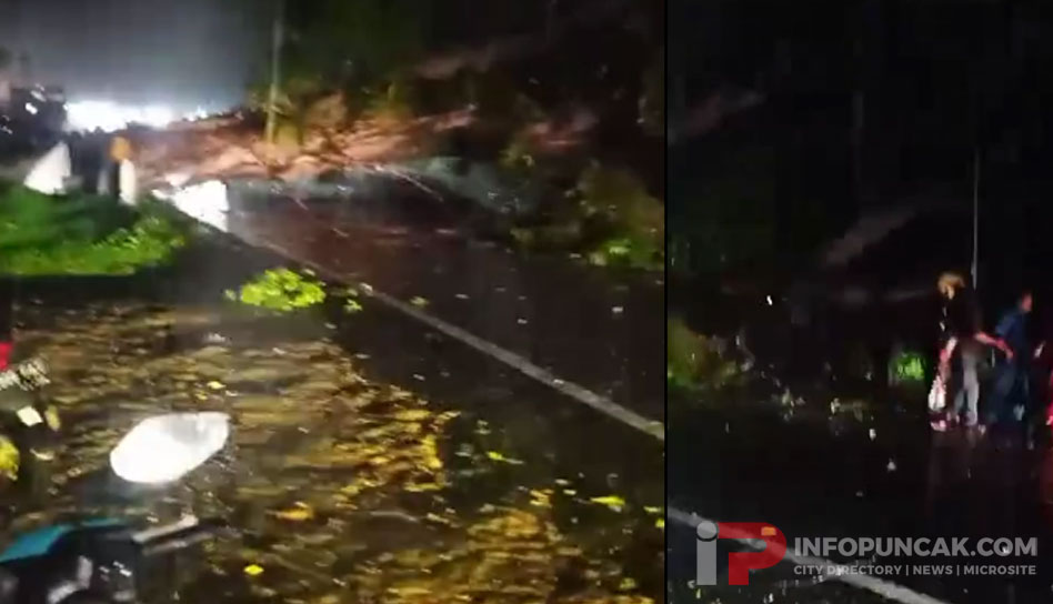 Pohon Tumbang Menghalangi Jalan Raya Puncak Ciloto Lalin tersendat